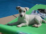 Jack russell - Jack Russell