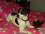 jack russell bidule - Jack Russell