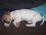 Naïa a 3 mois - Jack Russell (3 mois)