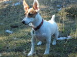 Cannelle en sortie - Jack Russell