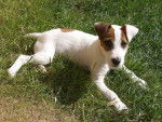 Jack - Jack Russell