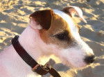 Portrait Jack - Jack Russell