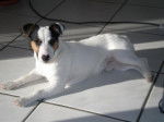 Fox - Jack Russell