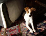 Eyka Jack Russel portrait - Jack Russell