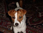 Eyka - Jack Russell