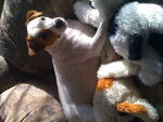 Daisy - Jack Russell Femelle (1 an)