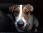 Easy gros plan jack russel 1 an - Jack Russell