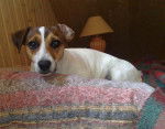 Easy photo de jack russel 1 an - Jack Russell