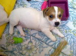 Gary, chiot Jack Russel 1 mois et demi - Jack Russell (1 mois)