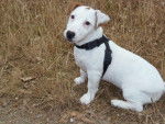 Haron - Jack Russell