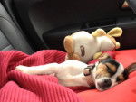 Hermès 3 mois et demi en pleine sieste - Jack Russell (3 mois)