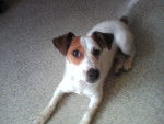 Dolly - Jack Russell Femelle (2 ans)
