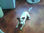 Dolly - Jack Russell Femelle (2 ans)