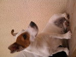 Tina - Jack Russell Femelle (2 ans)