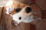 Luna - Jack Russell Femelle (8 mois)