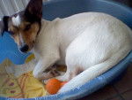 Nalah - Jack Russell Femelle (1 an)