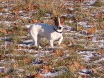 Thelma 1 an - Jack Russell Femelle (1 an)