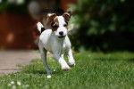Photo Jack Russell