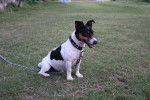 Photo Jack Russell