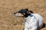 Photo Jack Russell