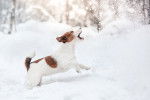 Un Jack Russell en train de courir dans la neige