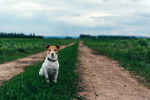 Photo Jack Russell