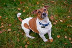 Photo Jack Russell