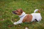Photo Jack Russell