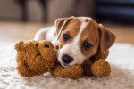 Un chiot Jack Russell allongé avec une peluche marron