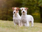 Deux Jack Russells pendant une promenade
