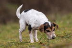 Un Jack Russell en train de suivre une piste dans un champ