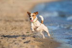 Un Jack Russell court sur la plage