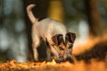 Un Jack Russell suit une piste sur un sol couvert de feuilles d'automne