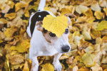 Un Jack Russell avec une feuille jaune posée sur la tête