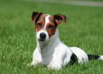 Un Jack Russell allongé dans l'herbe