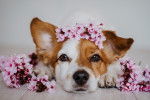 Un Jack Russell allongé avec des fleurs