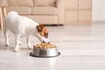 Un Jack Russell en train de manger des croquettes dans sa gamelle