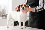 Un Jack Russell en train de se faire brosser