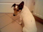 Nalah - Jack Russell Femelle (1 an)