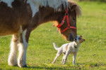 Un poney donnant un léger coup de tête à un Jack Russell