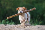 Photo Jack Russell