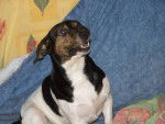 black - Jack Russell Mâle (3 mois)