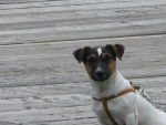 dalton - Jack Russell Femelle (3 ans)
