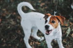 Un Jack Russell tenu en laisse et semblant aboyer