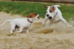 Deux Jack Russell semblant se bagarrer sur un terrain sableux