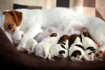 Une femelle Jack Russell allongé et allaitant ses chiots 