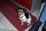 Un Jack Russell assis sur un tapis et portant un collier autour du cou