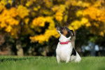 Un Jack Russell assis sur un terrain herbeux et portant un collier autour du cou
