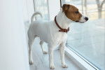 Un Jack Russell portant un collier autour du cou et regardant par la fenêtre