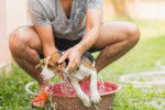 Un Jack Russell prenant son bain